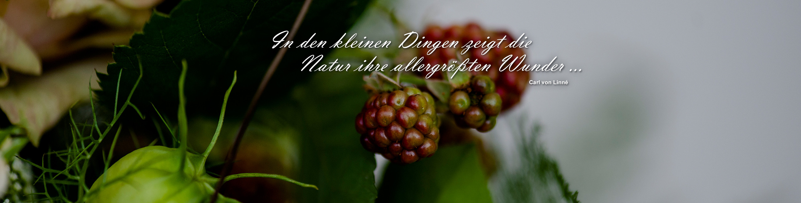 Floristik Impression 3